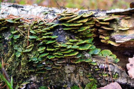 Group of mushrooms on a log. Brown wild mushroom at big tree that fell down in the deep forest. Magic concept