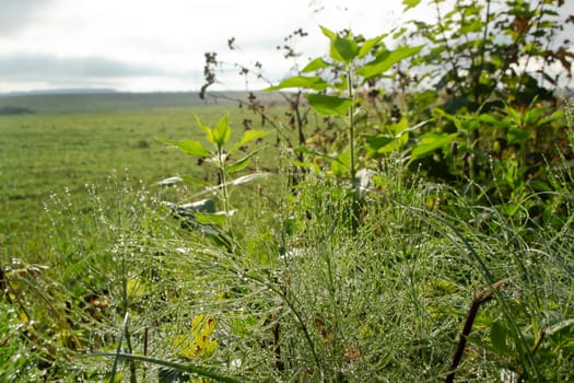 Fresh grass with dew drops, view of green meadow