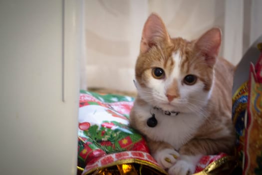 Head shot of a orange and white tabby cat with collar close up