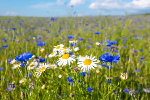Beautiful blue Cornflower Centaurea cyanus. Beautiful flowers with blue bloom in summer meadow, Summer agriculture concept and landscape with blue sky.