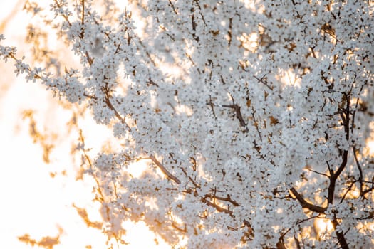 Midland hawthorn (Crataegus laevigata), white flowering tree in springtime, Europe