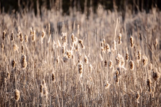 reeds background. Brushwood of cane with shallow focus. Wild grass next to water. Tuft of grass.