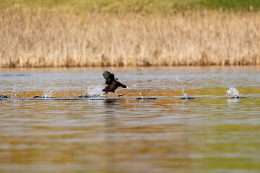 water bird Eurasian coot, Fulica atra, running on pond surface, morning sun golden color. Czech Republic Europe wildlife