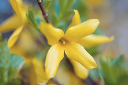 Beautiful yellow spring tree, blossoms of forsythia bush in garden. Springtime flowering tree