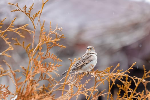female of small beautiful bird house sparrow, Passer domesticus, bird sitting on the tree branch in winter garden