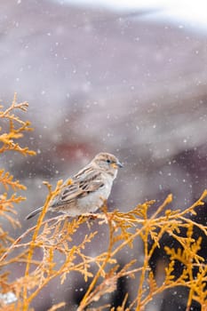 female of small beautiful bird house sparrow, Passer domesticus, bird sitting on the tree branch in winter garden