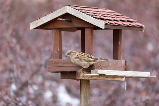 female of house sparrow, Passer domesticus, feeding in simple homemade wooden bird feeder, birdhouse installed on winter garden in snowy day