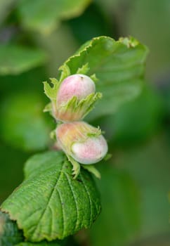 The hazel (Corylus). Green unripe hazelnuts on the tree twig with green leaves.