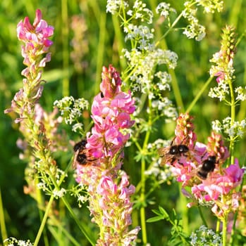 Bumblebees blooming on pink Onobrychis