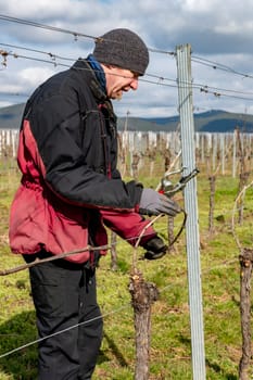 Young man ties up vine branches in a vineyard against a cloudy blue sky
