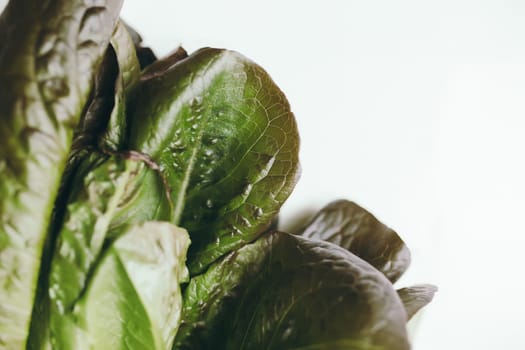 Fresh green salad leaves of romaine salad on a white background. Healthy vegetarian eating concept. High quality photo