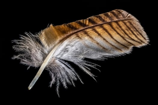 Macro shot of a brown and white eagle owl feather isolated on black
