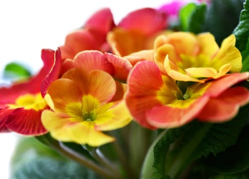color primrose