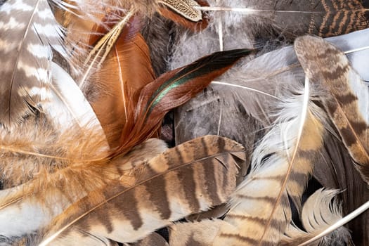 Detail shot of jumbled different bird feathers as a background