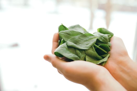Hands holding fresh green salad leaves of spinach on blurred background. Healthy vegetarian eating concept. Green leaves of spinach. Gifts of nature. Blessed harvest. High quality photo