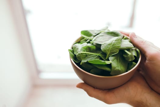 Hands holding bowl with fresh green salad leaves of spinach on blurred background. Healthy vegetarian eating concept. Green leaves of spinach. Gifts of nature. Blessed harvest. High quality photo
