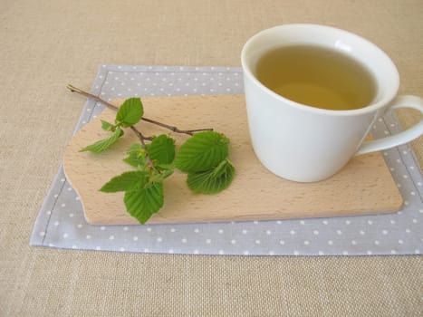 Hazelnut leaf tea and a twig with young hazel leaves