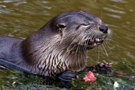 Otter