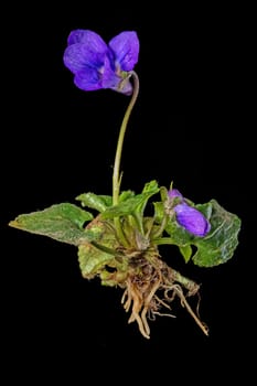 Whole March violet with flower, bud, leaves and roots isolated on black