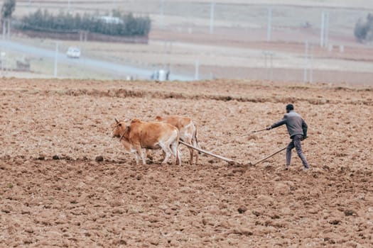 OROMIA REGION, ETHIOPIA, APRIL 19.2019, Unknown Ethiopian farmer cultivates a field with a traditional primitive wooden plow pulled by cows on April 19. 2019 in Oromia Region, Ethiopia