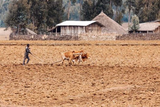 OROMIA REGION, ETHIOPIA, APRIL 19.2019, Unknown Ethiopian farmer cultivates a field with a traditional primitive wooden plow pulled by cows on April 19. 2019 in Oromia Region, Ethiopia