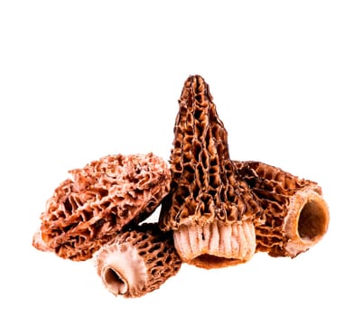 morchella  morel  mushroom isolated