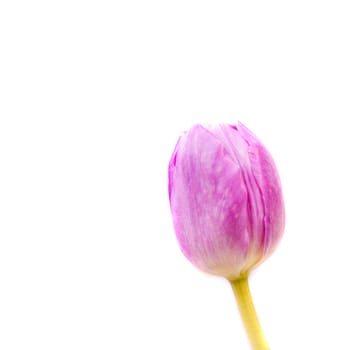 Pink Tulips in closeup