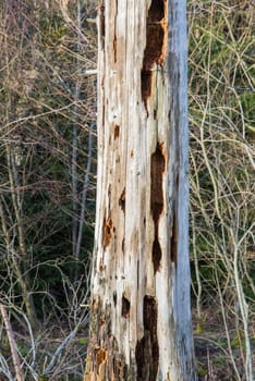 in the forest - wood