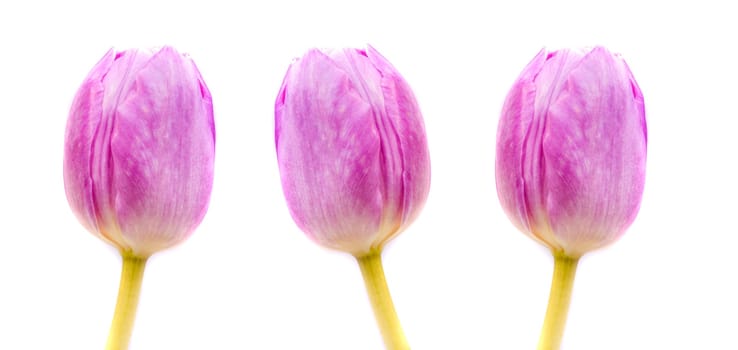 Pink Tulips in closeup