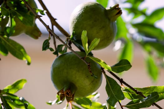 Close up of pomegranate fruits on a branch tree in a garden. agriculture concept.