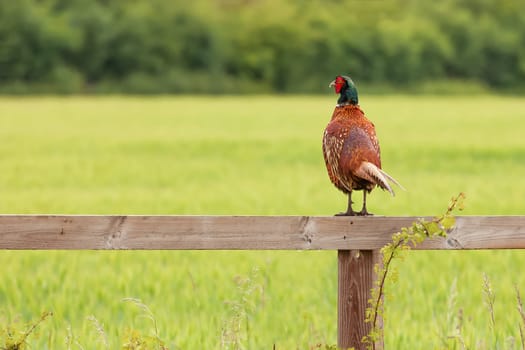 Beautiful male pheasant perched on a wooden fence looking over a green field landscape. Wild game bird in Norfolk England