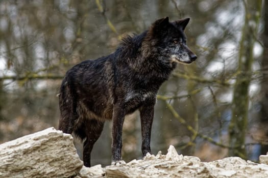 Timber Wolf