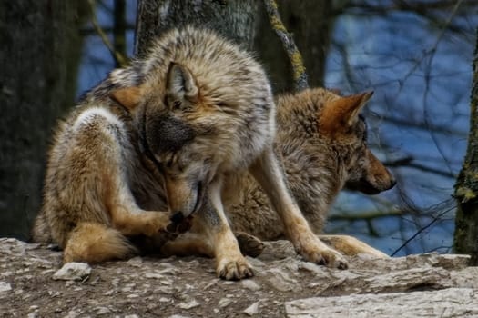 Timber Wolf