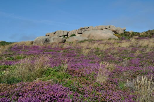 Heather and rock on the pink granite coast in Brittany