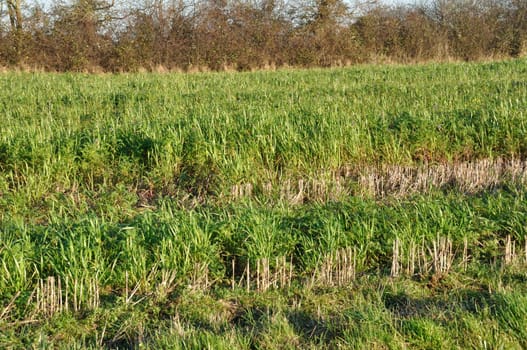 Phacelia and oats covering an agricultural plot