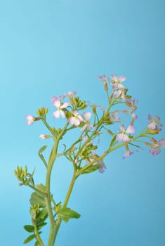 White mustard on blue background