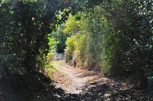 Path under a canopy of foliage