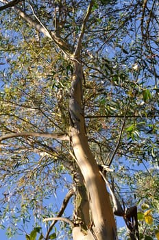 eucalyptus in brittany in summer