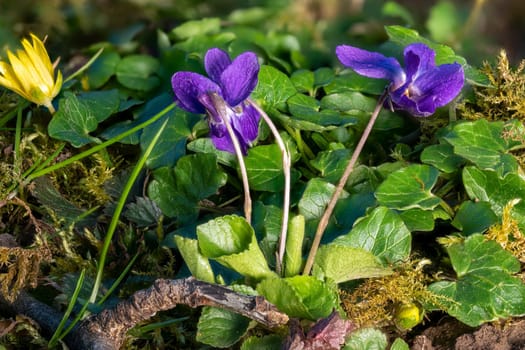 Close up of blooming March violets between blades of grass and small flowers in a meadow