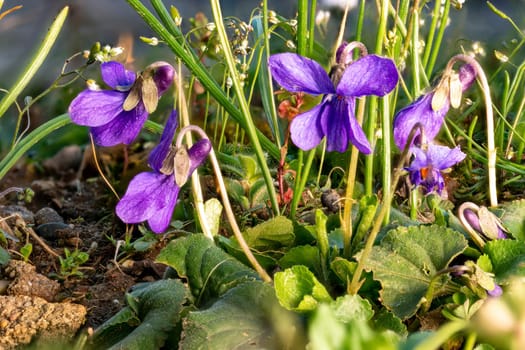 Close up of blooming March violets between blades of grass and small flowers in a meadow