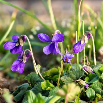 Close up of blooming March violets between blades of grass and small flowers in a meadow