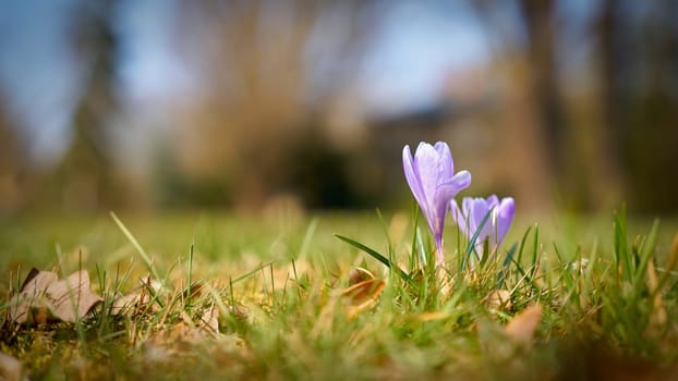 flowering crocus on a meadow in the Herrenkrugpark in Magdeburg in Germany in spring