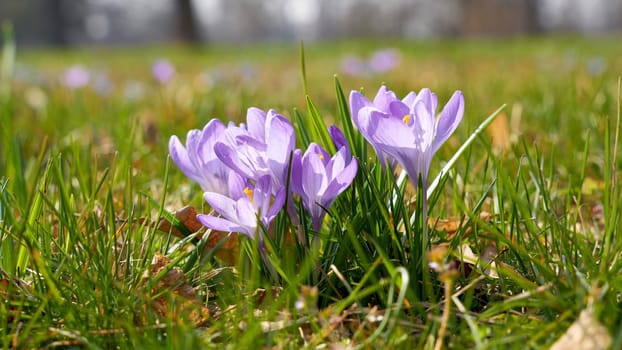 flowering crocus on a meadow in the Herrenkrugpark in Magdeburg in Germany in spring