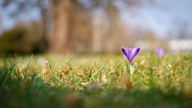 flowering crocus on a meadow in the Herrenkrugpark in Magdeburg in Germany in spring