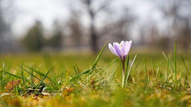 flowering crocus on a meadow in the Herrenkrugpark in Magdeburg in Germany in spring