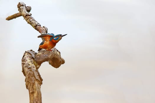 Kingfisher Alcedo atthis on the Lampertheimer Altrhein