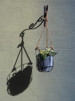 Flower - light and shadow