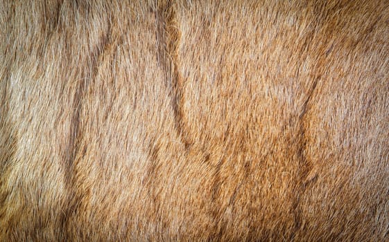 The Colored reindeer fur texture as background