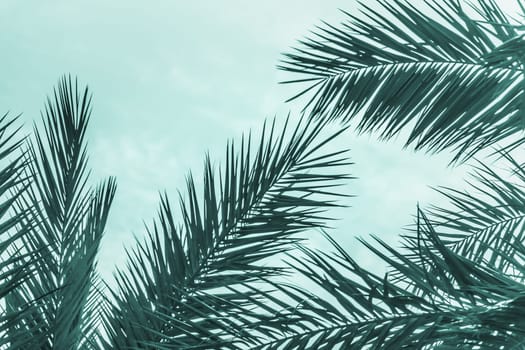 Sun light shines through leaves of palm. Beautiful wanderlust travel journey symbol for vacation trip to southern holiday dream island