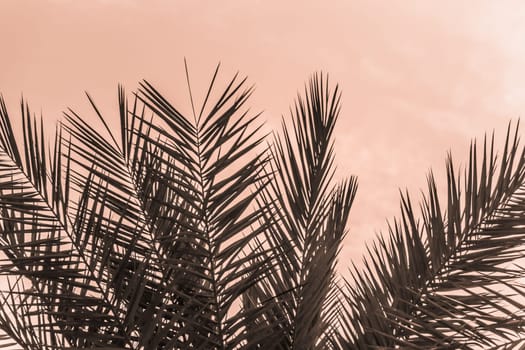 Sun light shines through leaves of palm. Beautiful wanderlust travel journey symbol for vacation trip to southern holiday dream island